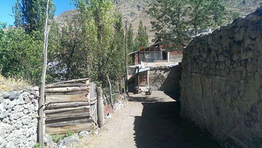 Oltu Çatalsöğüt 3